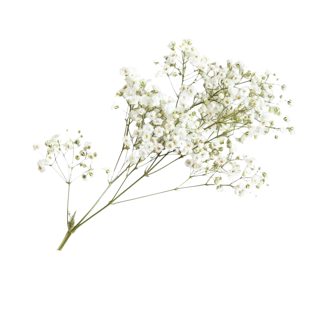 White baby's breath arrangement for the RSVP section of The Modern Invite Romantic Garden digital wedding invitation