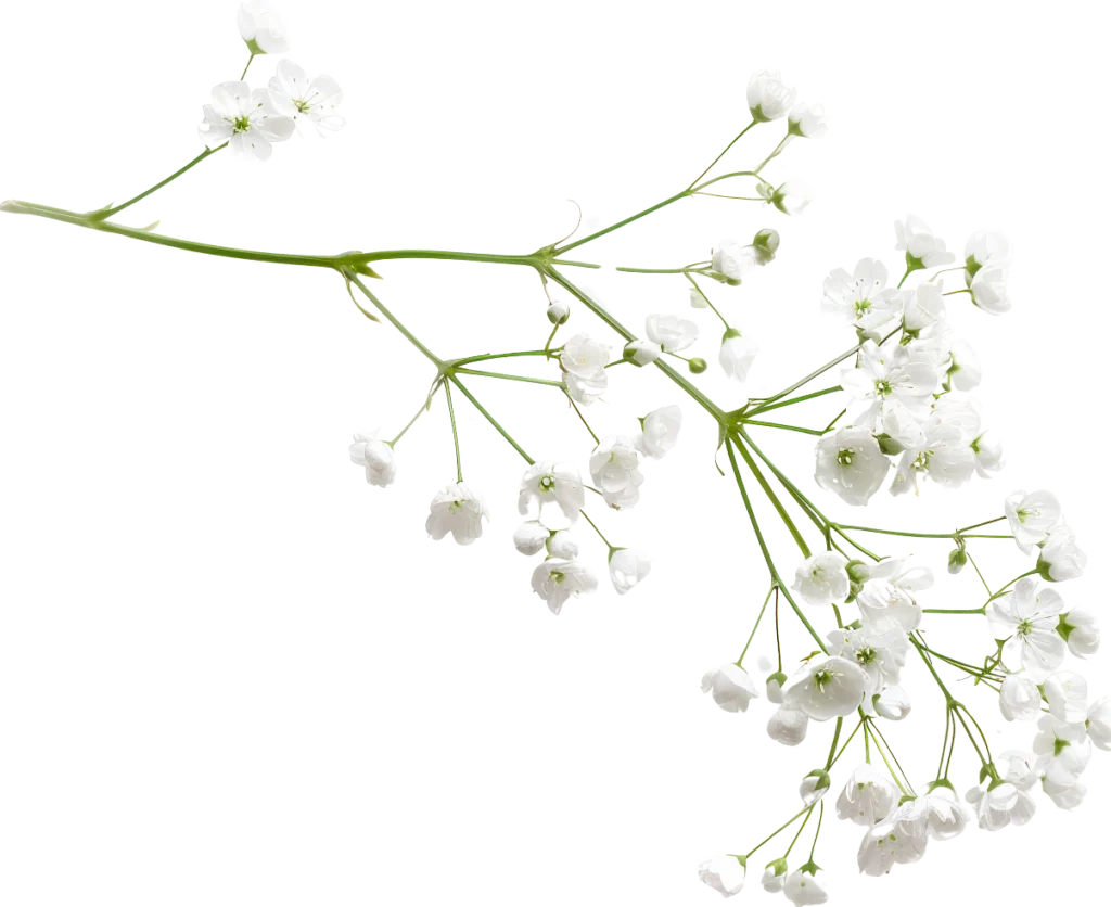 White baby's breath branch used in The Modern Invite Romantic Garden digital wedding invitation