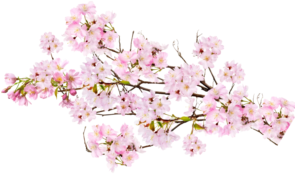 Pink blossom branch illustration used in the Romantic Garden digital wedding invitation by The Modern Invite