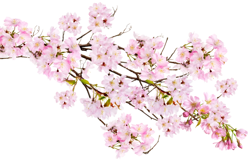 Pink blossom branch illustration used in The Modern Invite Romantic Garden digital wedding invitation