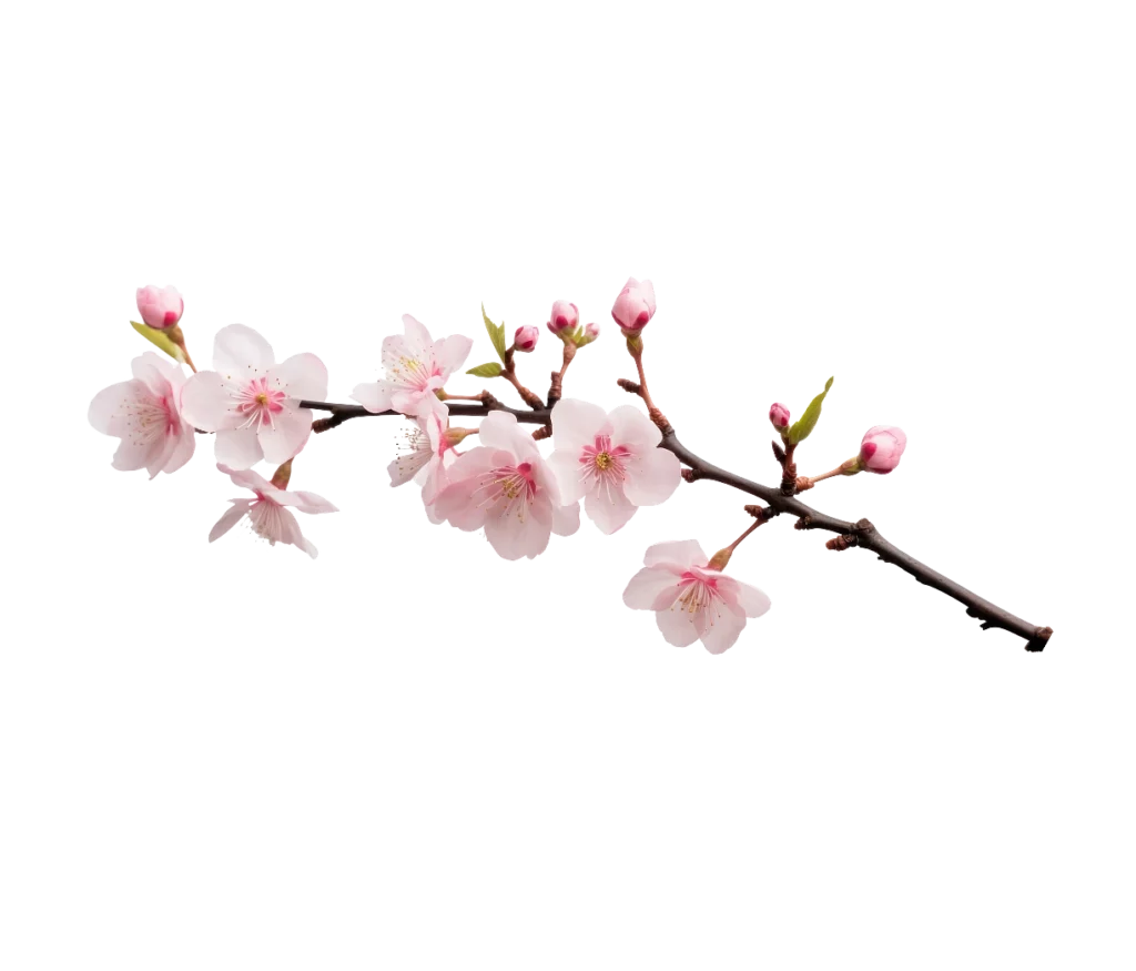 Pink cherry blossom branch illustration used in The Modern Invite Romantic Garden digital wedding invitation