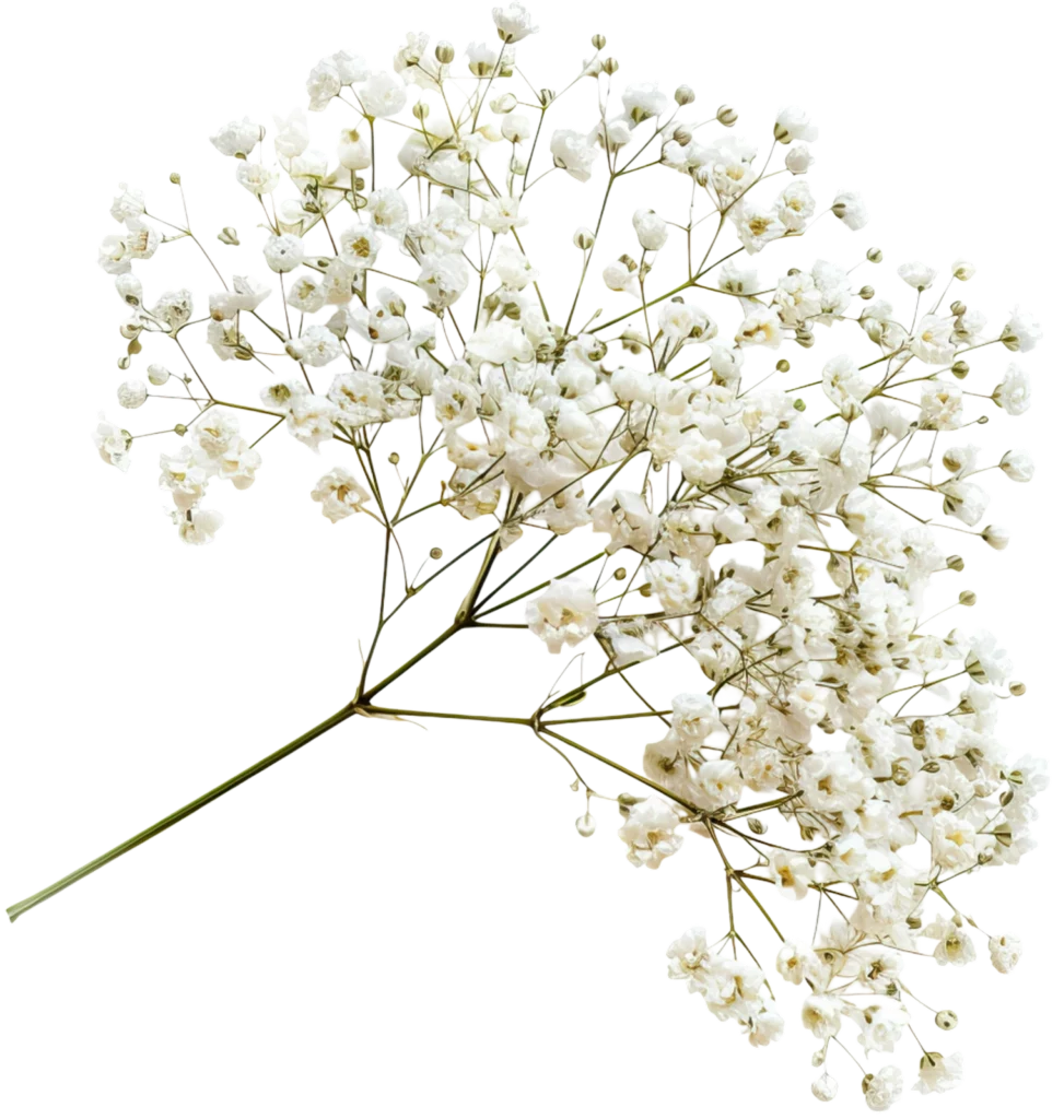 White baby's breath branch used in The Modern Invite Romantic Garden digital wedding invitation