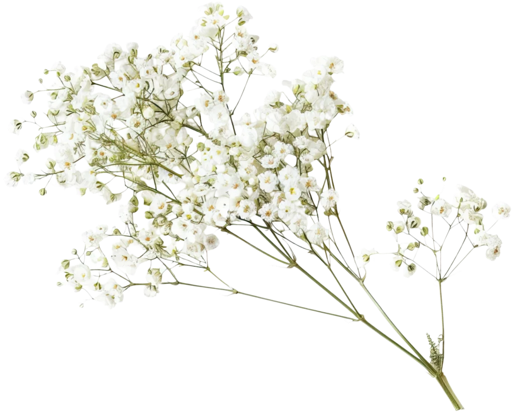 White baby's breath arrangement – The Modern Invite Romantic Garden digital wedding invitation